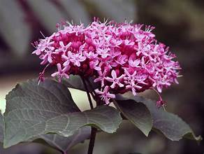 Clerodendrum bungei